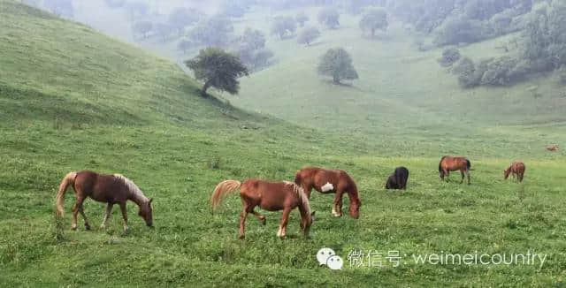 关山牧场 魅力光影