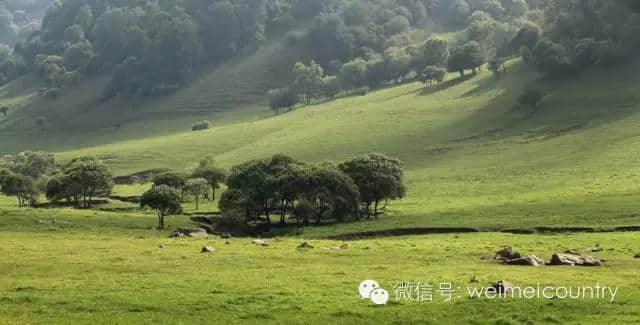 关山牧场 魅力光影