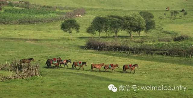 关山牧场 魅力光影