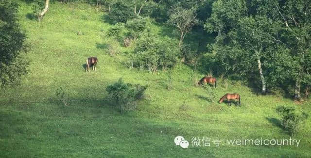 关山牧场 魅力光影