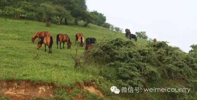 关山牧场 魅力光影