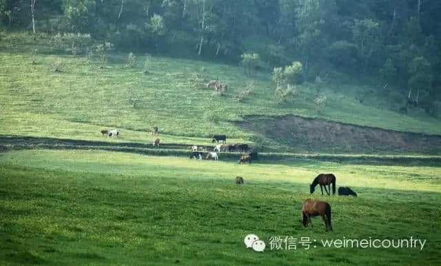 关山牧场 魅力光影