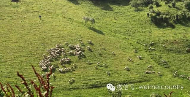 关山牧场 魅力光影