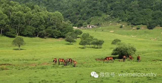 关山牧场 魅力光影