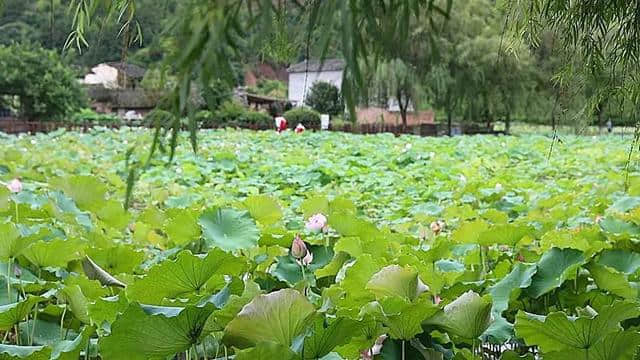 比起樟脚村的拥挤北港的商业，闽西山间野岭这处800年的古村落，更适合暑期游