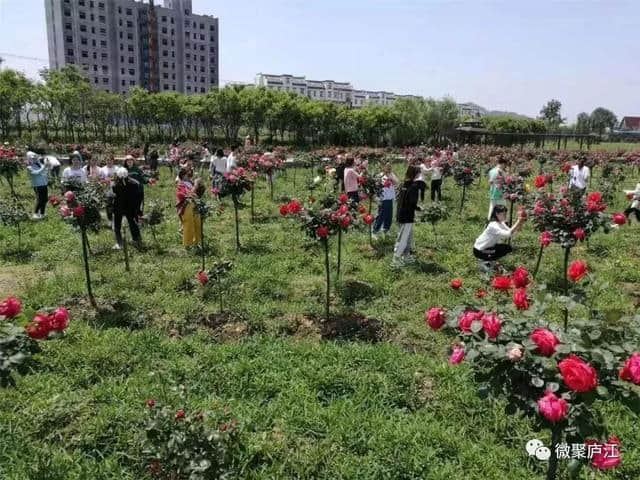 最新！庐江五一旅游大数据揭晓，原来大家都喜欢去这里……