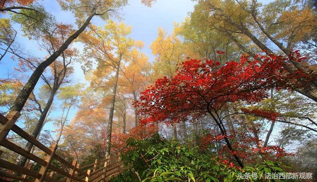 相约光雾山 共享红叶情