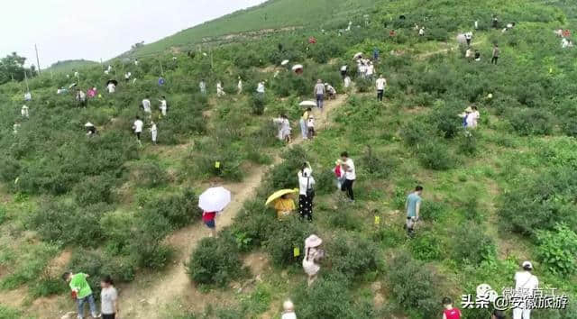 “蓝”不住的诱惑，庐江富硒“莓”成熟待嫁，等你来娶