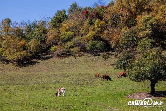 宝鸡经典游玩线路：关山牧场秋色渐浓