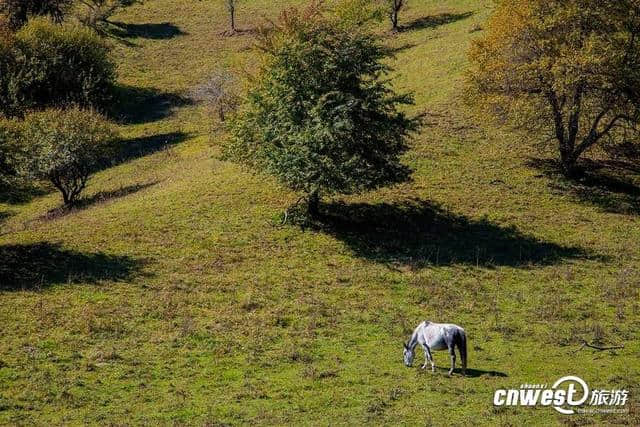 宝鸡经典游玩线路：关山牧场秋色渐浓