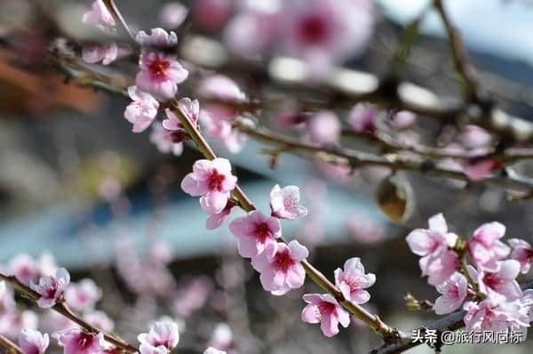 3月林芝桃花私藏攻略| 9天时间，打卡藏地所有美景，约否？