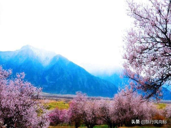 3月林芝桃花私藏攻略| 9天时间，打卡藏地所有美景，约否？