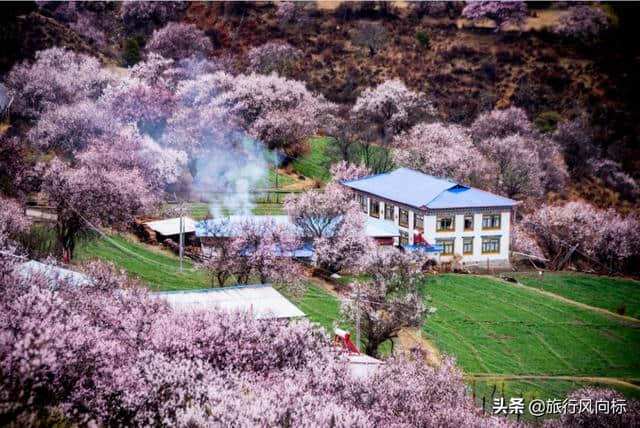 3月林芝桃花私藏攻略| 9天时间，打卡藏地所有美景，约否？