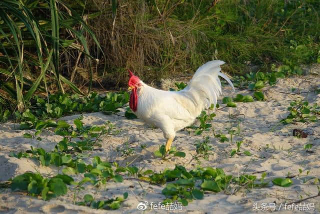 旅行看世界：海南琼海亲子游