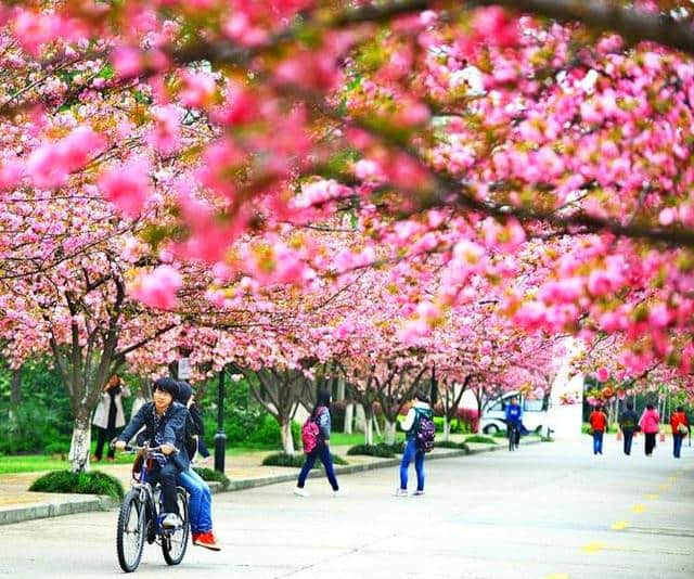 安徽最全花海地图，4-8月逐地赏花去！