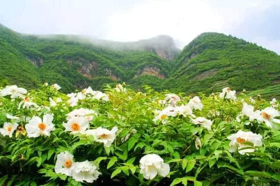 安徽最全花海地图，4-8月逐地赏花去！