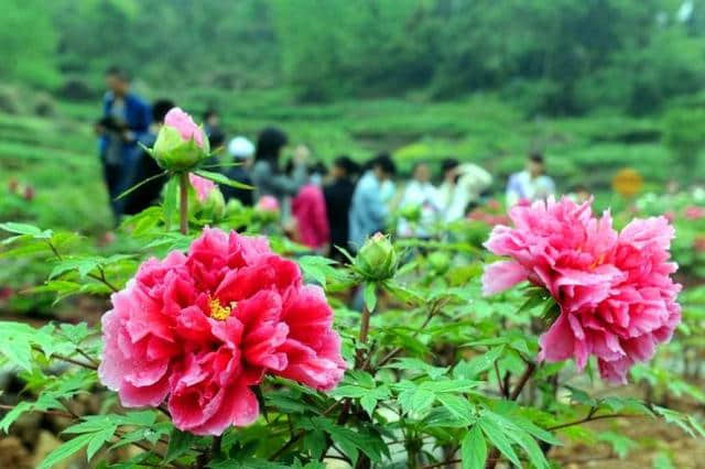 安徽最全花海地图，4-8月逐地赏花去！