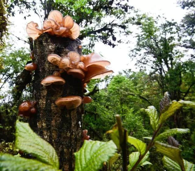 草长莺飞的季节，把林芝大山的味道留在舌尖