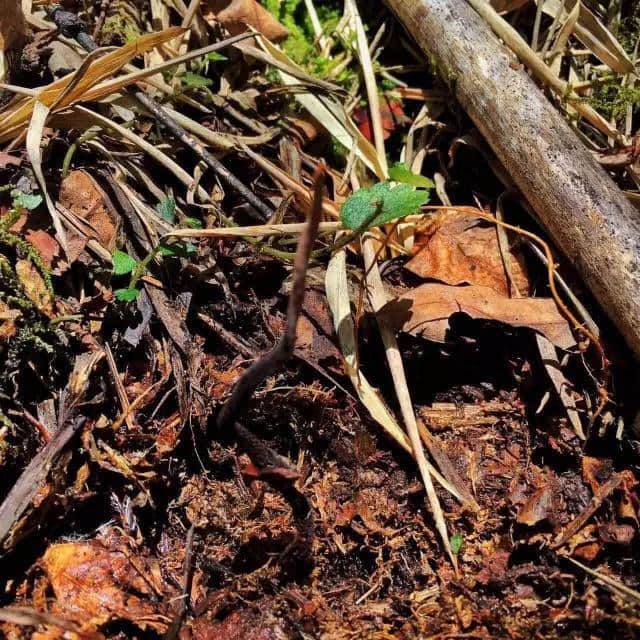 草长莺飞的季节，把林芝大山的味道留在舌尖