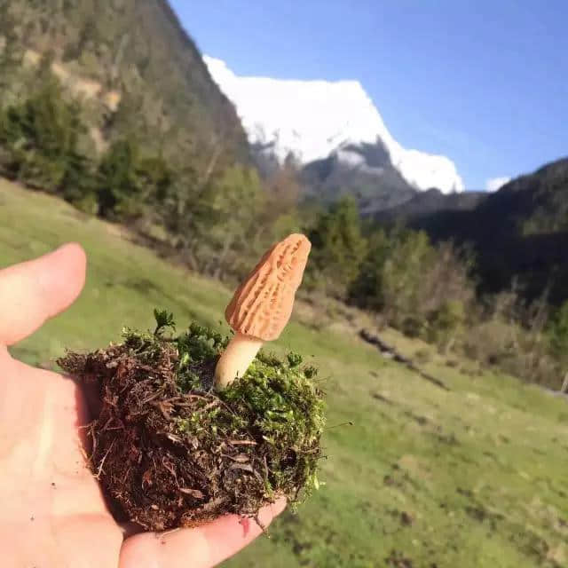 草长莺飞的季节，把林芝大山的味道留在舌尖