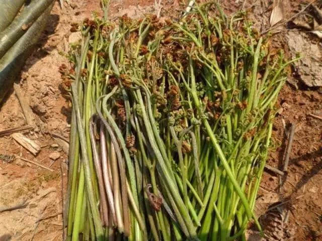 草长莺飞的季节，把林芝大山的味道留在舌尖