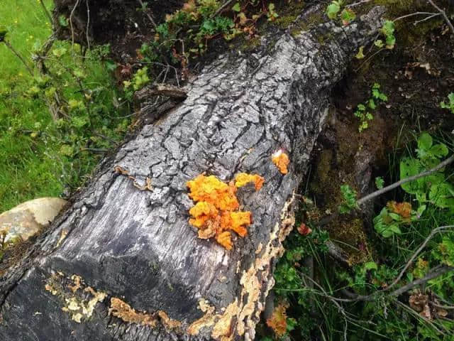 草长莺飞的季节，把林芝大山的味道留在舌尖