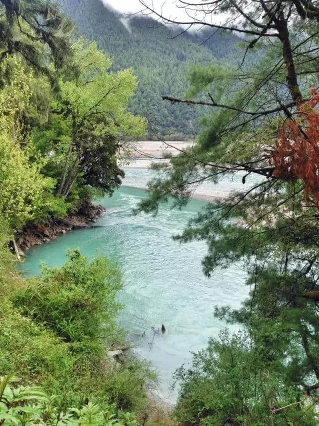 草长莺飞的季节，把林芝大山的味道留在舌尖