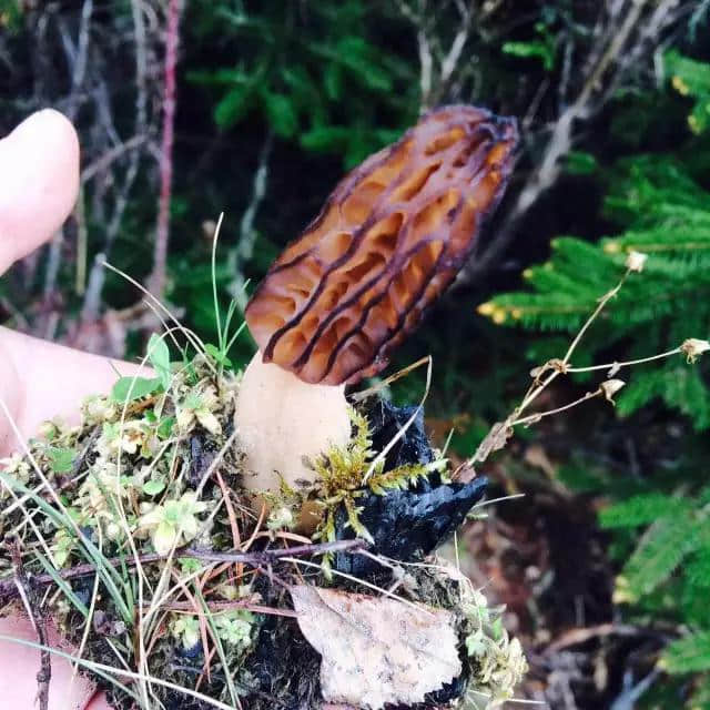 草长莺飞的季节，把林芝大山的味道留在舌尖