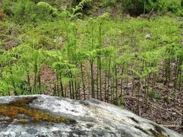 草长莺飞的季节，把林芝大山的味道留在舌尖