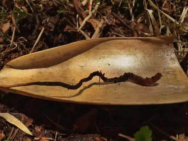 草长莺飞的季节，把林芝大山的味道留在舌尖