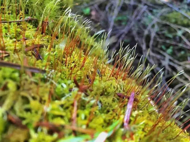 草长莺飞的季节，把林芝大山的味道留在舌尖