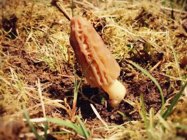 草长莺飞的季节，把林芝大山的味道留在舌尖