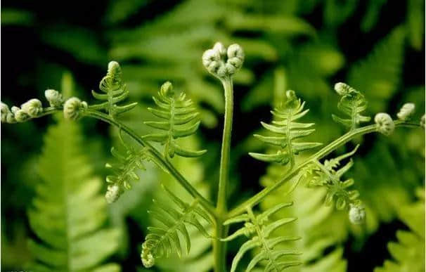 草长莺飞的季节，把林芝大山的味道留在舌尖