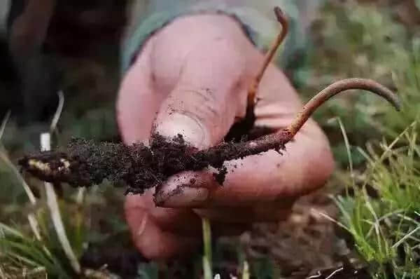 草长莺飞的季节，把林芝大山的味道留在舌尖