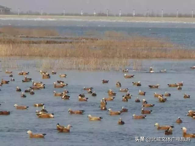 这两天，武威各大景区的朋友圈沸腾了！