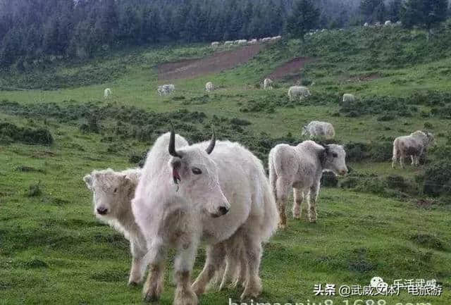 这两天，武威各大景区的朋友圈沸腾了！