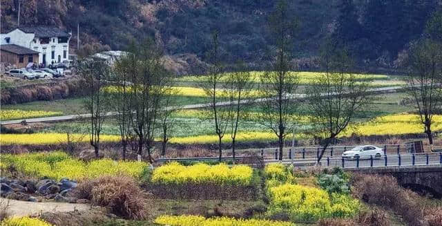 又是一年油菜花季，婺源开启美如画模式