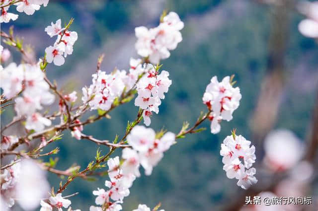 2019林芝赏桃花攻略|梦回拉萨，倾多镇桃花沟觅桃源！