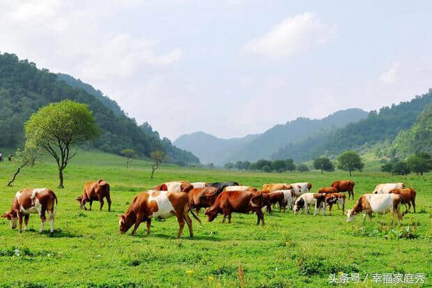 西安避暑好去处 关山牧场来乘凉