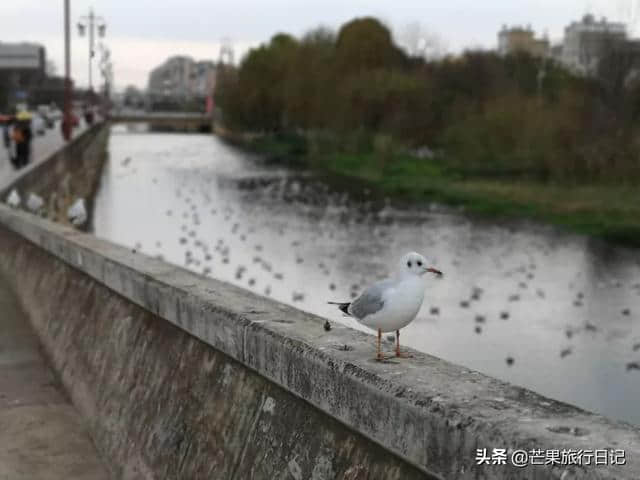 云南昆明旅行，这个地方比滇池更值得去，喜欢历史的游客不可错过