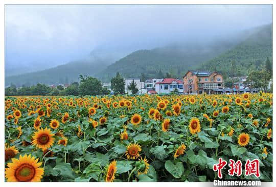 浓浓绿意沁人心脾 浙江安吉乡村旅游正当时(组图)