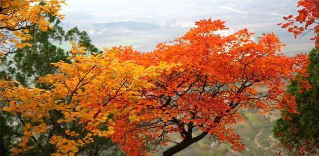 山东临沂秋季旅游五佳景点