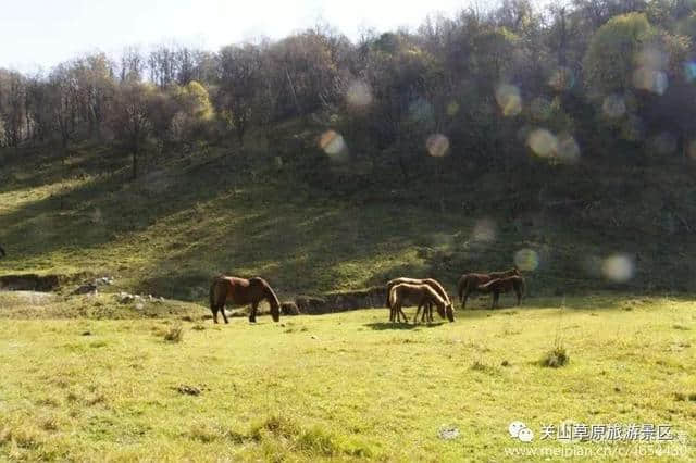 关山草原秋色撩人