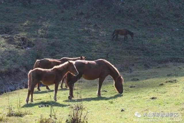 关山草原秋色撩人