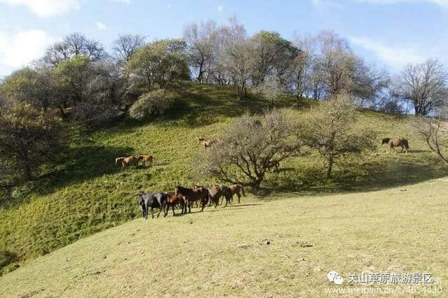 关山草原秋色撩人