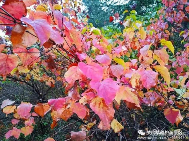 关山草原秋色撩人