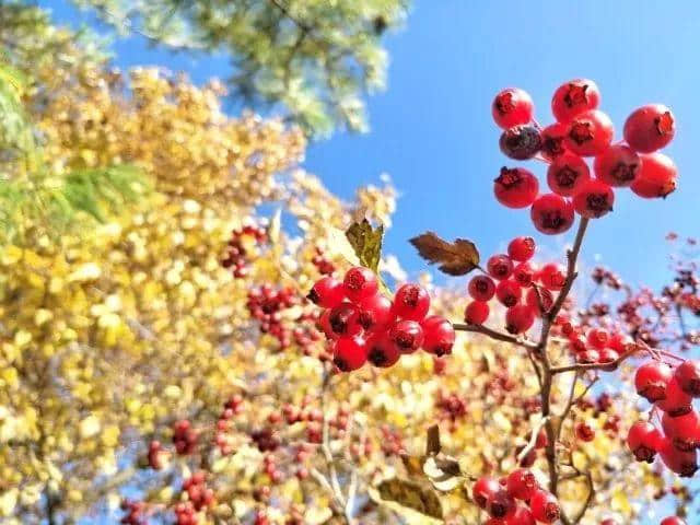 关山草原秋色撩人