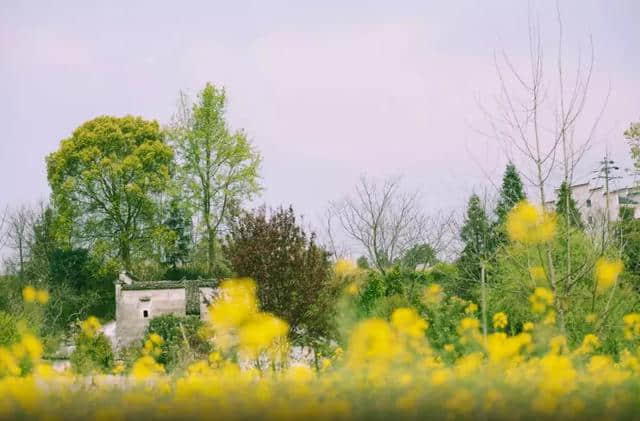 3月的最佳旅行目的地，婺源肯定算一个！