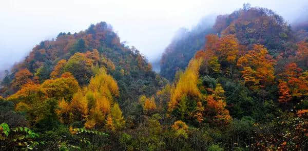 三省自驾光雾山攻略 带你去看亚洲最大红叶地毯