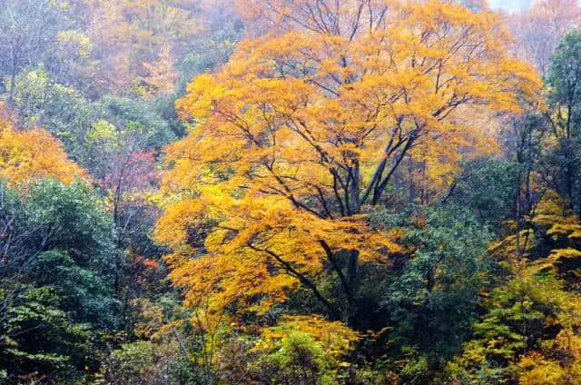 三省自驾光雾山攻略 带你去看亚洲最大红叶地毯